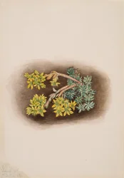 Yellow Stonecrop Sedum stenopetalum