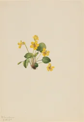 Yellow Violet (Viola orbiculata)