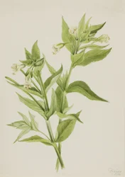 Yellow Willow-Weed (Epilobium Lutem)