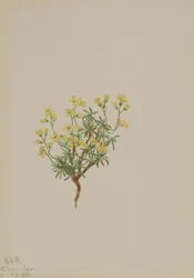 Yellow Willow Grass