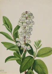 Zenobia Zenobia cassinifolia