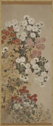 Chrysanthemums