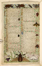 Moths and horned beetles, from a Treatise on the Virtues and Vices, and an anonymous prose history of Sicily (fragment), c.1330-40