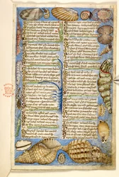 Shells and marine creature, from a Treatise on the Virtues and Vices, and an anonymous prose history of Sicily (fragment), c.1330-40