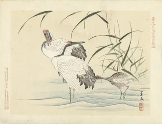 Two Cranes with Young