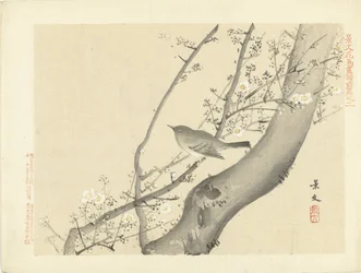 Bird in Tree with White Blossom