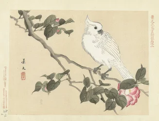White Cockatoo on a Camellia Branch. 1892
