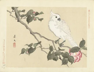 White Cockatoo on Camellia Branch (Flower and Bird Sketches by Keibun - Part Three)