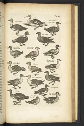Ducks, Illustration from Historiæ Naturalis de Quadrupetibus
