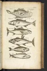 Tunas, Illustration from 