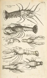 Lobsters, Illustration from 