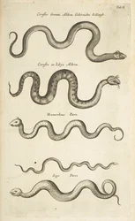 Tab II, Snakes, Illustration from 