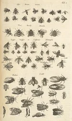 Bees and Wasps, Illustration from 