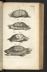 Tortoises, Illustration from 