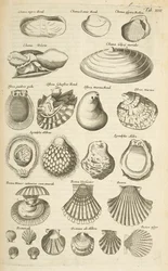 Various shells, Illustration from 