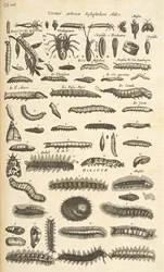 Caterpillars, Illustration from Historiæ Naturalis de Quadrupetibus