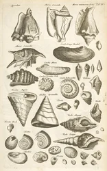 Various Shells, Illustration from 
