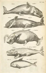 Tab XLI, Whales, Illustration from 
