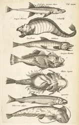 Fish species, Illustration from 