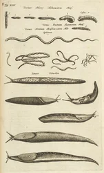 Slugs and Worms, Illustration from 