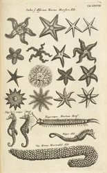 Starfish and Seahorses, Illustration from 