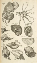Octopus and Nautilus Shells, Illustration from Historiæ Naturalis de Quadrupetibus