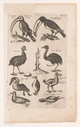 Toucans and Other Birds