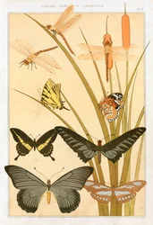 Butterflies, pub. 1897