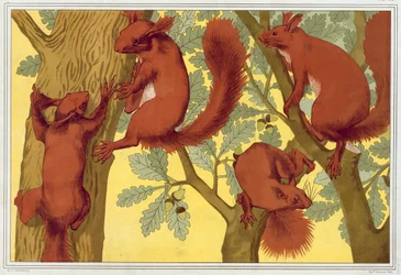 Squirrels, pub. 1897