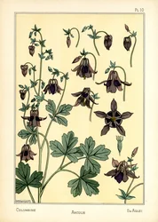 The Columbine