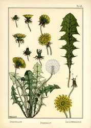 The Dandelion