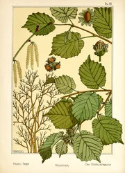 The Hazel Tree