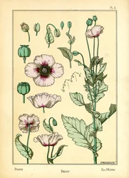 The Poppy