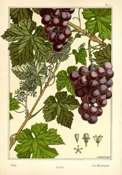 The Vine
