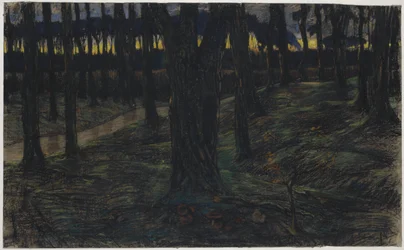 Forest View at Sunset