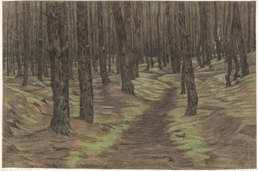 Pine Forest