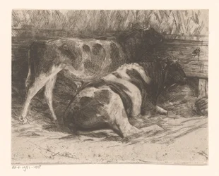 Cows in a Stable
