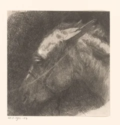 Head of a Mule