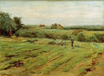Harvest Field – Cabbage Field (?)