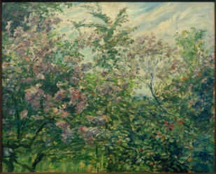 Blooming Lilac