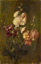 Hollyhocks
