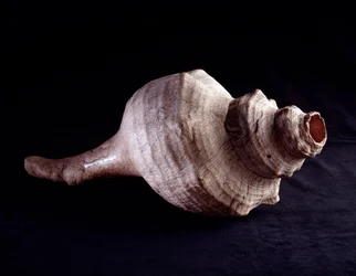 Pre-Columbian Art, Mayan Civilization, Classical Period: Sea Shell Used as a Musical Instrument (Trumpet). From Uaxactun, Guatemala