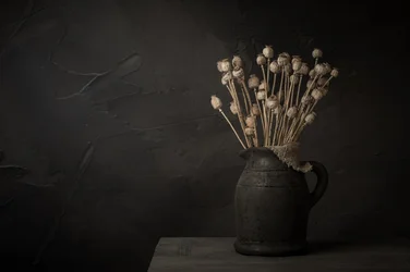 Dark Poppy Pod Still Life