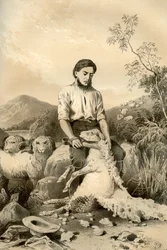 Sheep Shearing, 1879