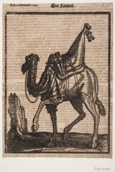 A Saddled-up Dromedary, Profile Towards the Left, with the Animal