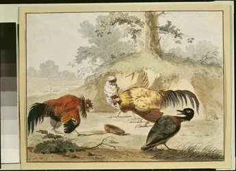 Cocks Fighting