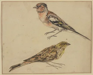 A Goldfinch and a Linnet