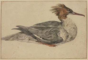 Resting duck with brown crest, red beak and feet