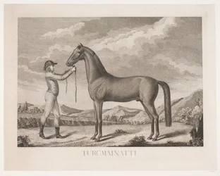 The Horse 