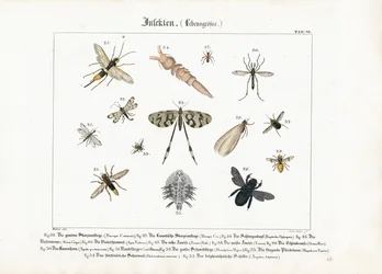 Various Insects with Focus on Hymenoptera and Diptera